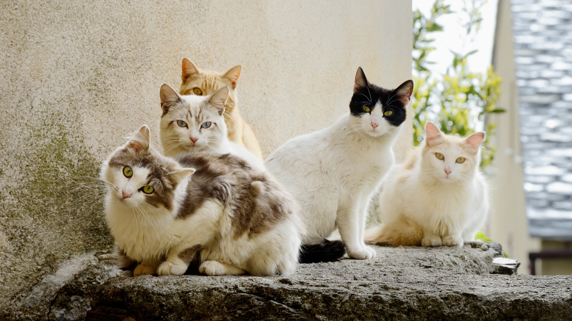 猫，组合，夏季，五只猫咪可爱桌面高清壁纸