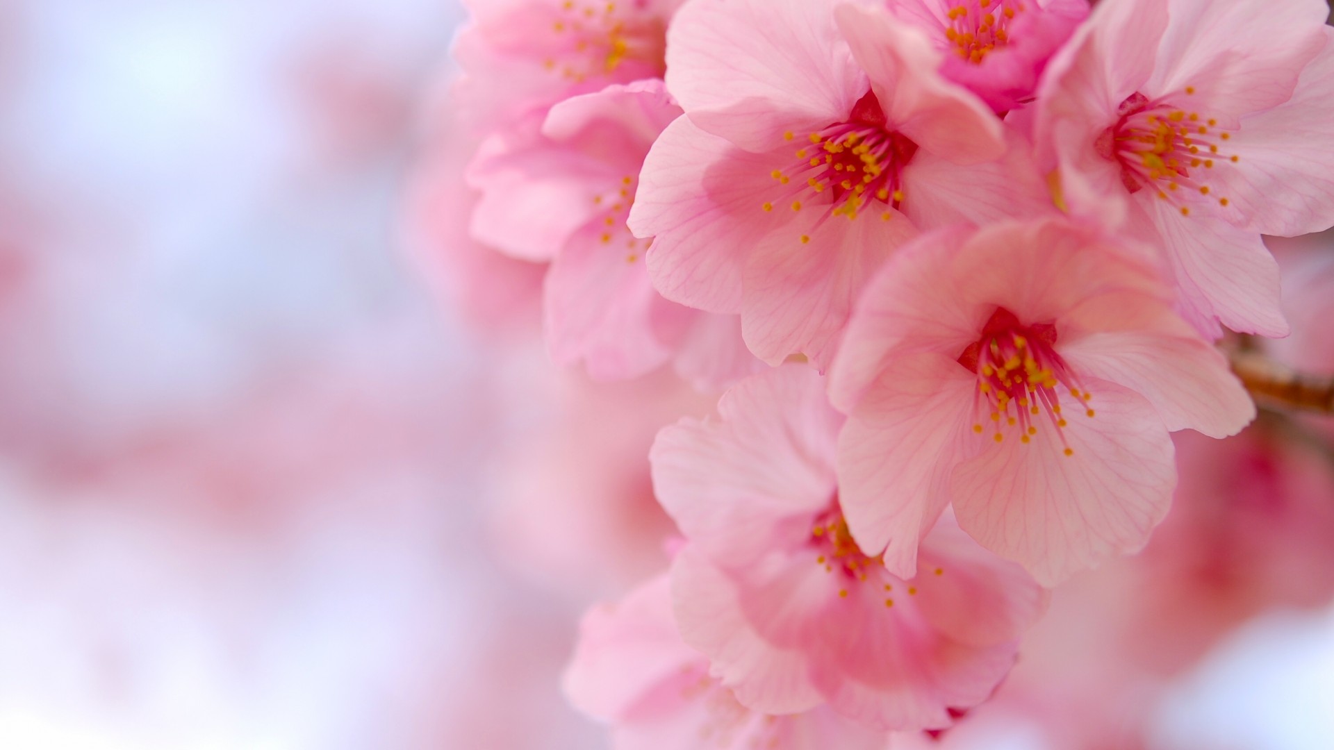粉色樱花精选高清壁纸