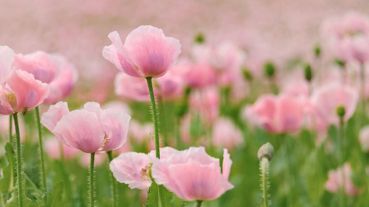 春暖花开 春天 花海 鲜花 清新 风景 4K电脑高清壁纸