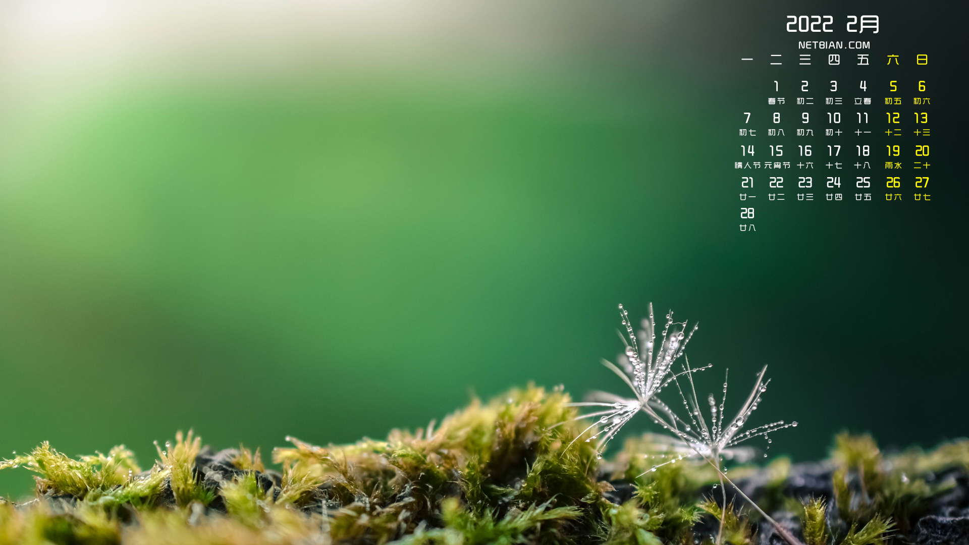 绿色植物蒲公英2022年2月日历桌面高清壁纸护眼