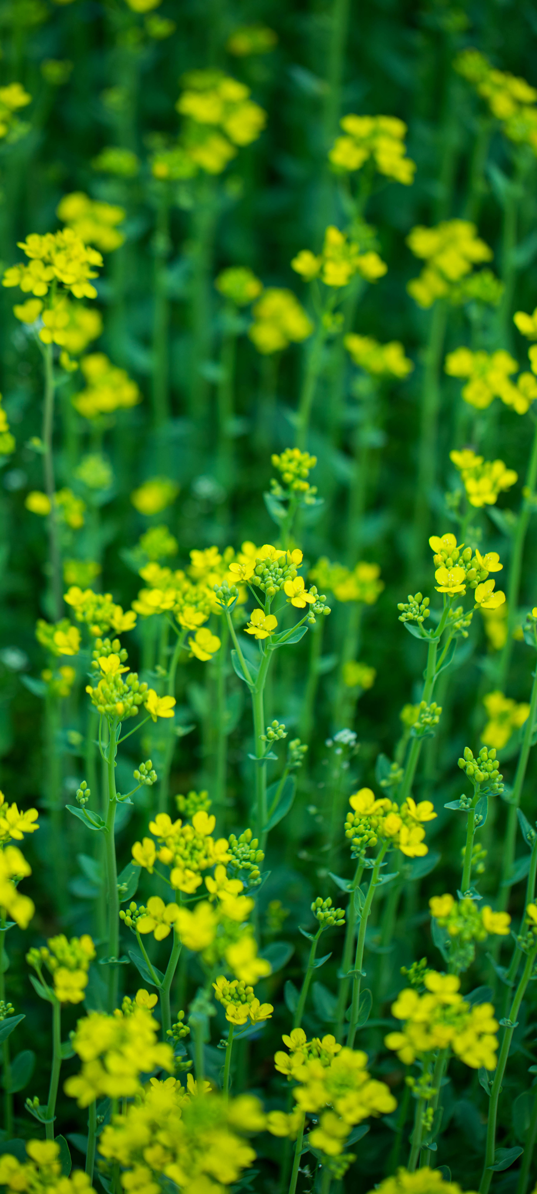 油菜花护眼高清手机壁纸图片