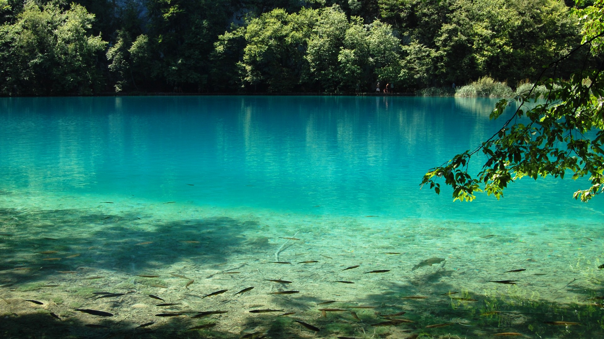 蓝色湖水,鱼,自然风景区桌面高清壁纸