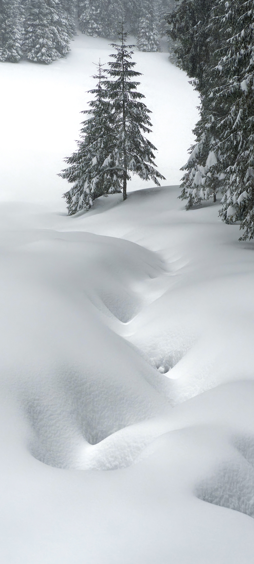 森林厚厚的大雪高清手机风景壁纸