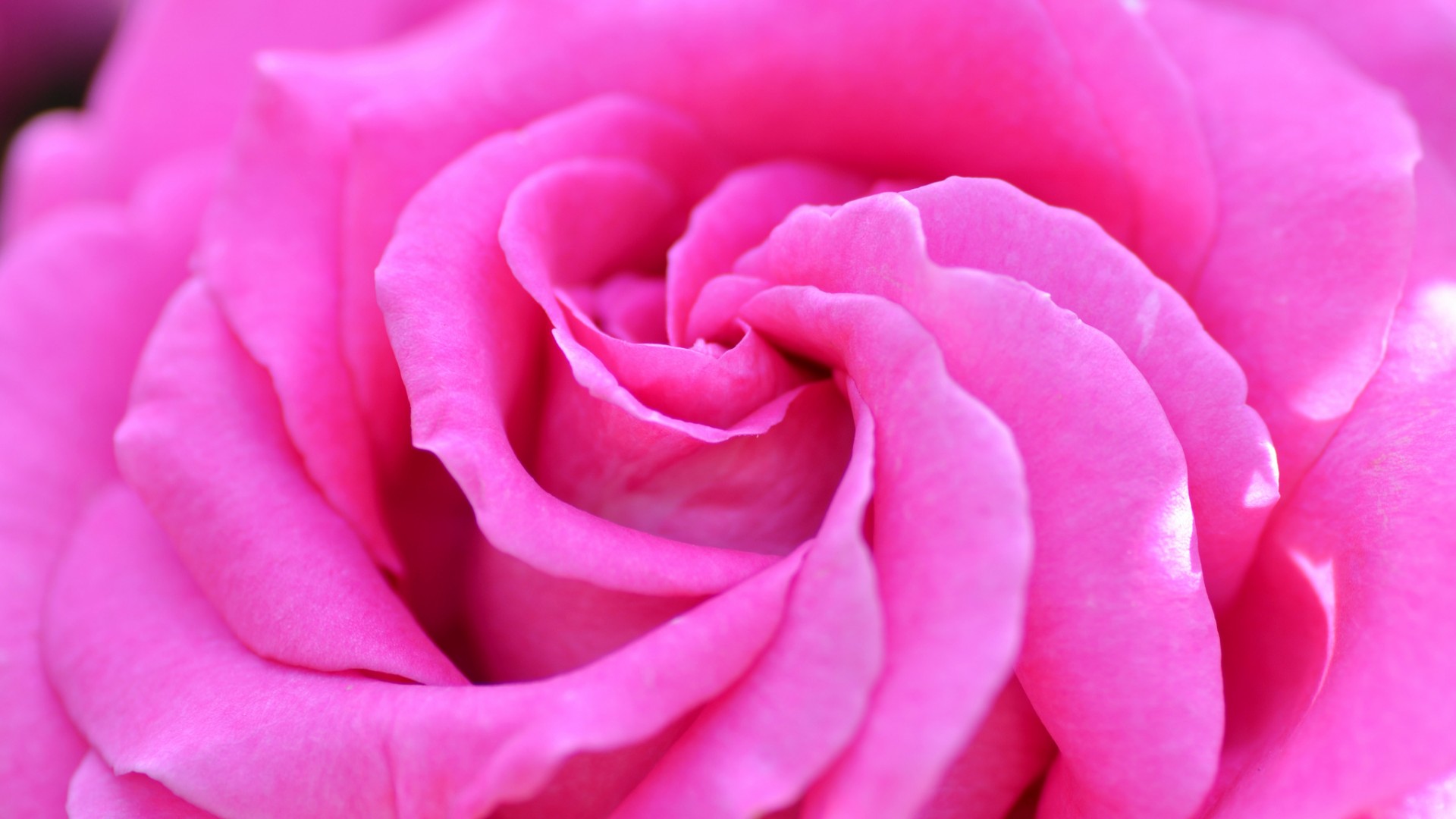 粉色玫瑰花，花瓣，玫瑰花桌面高清壁纸