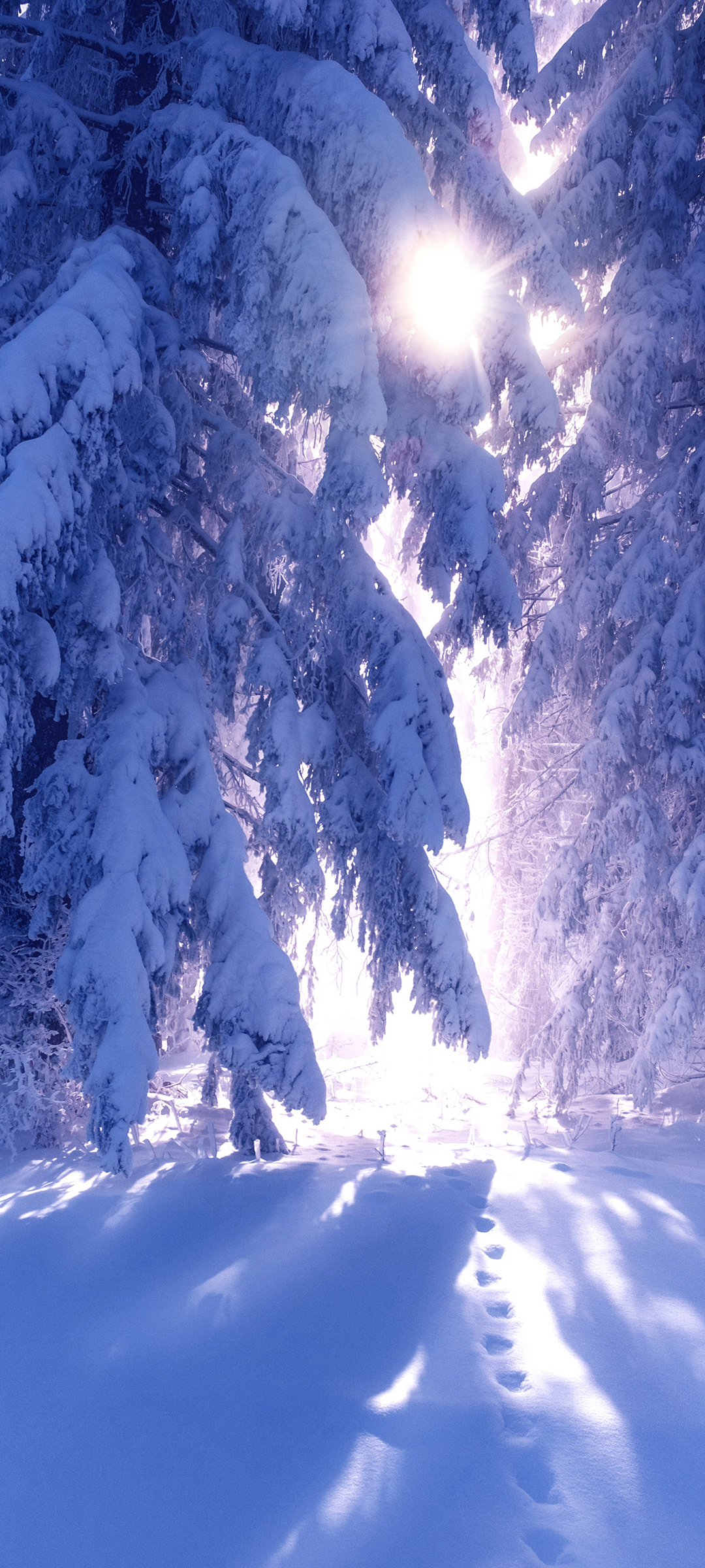 冬季厚厚的雪树林阳光风景高清手机壁纸
