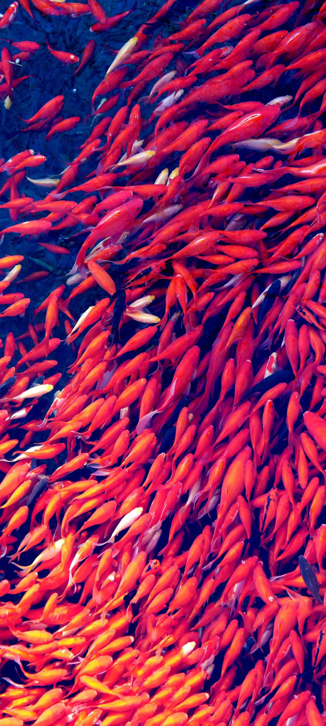 红色的鱼 锦鲤 高清手机壁纸背景图