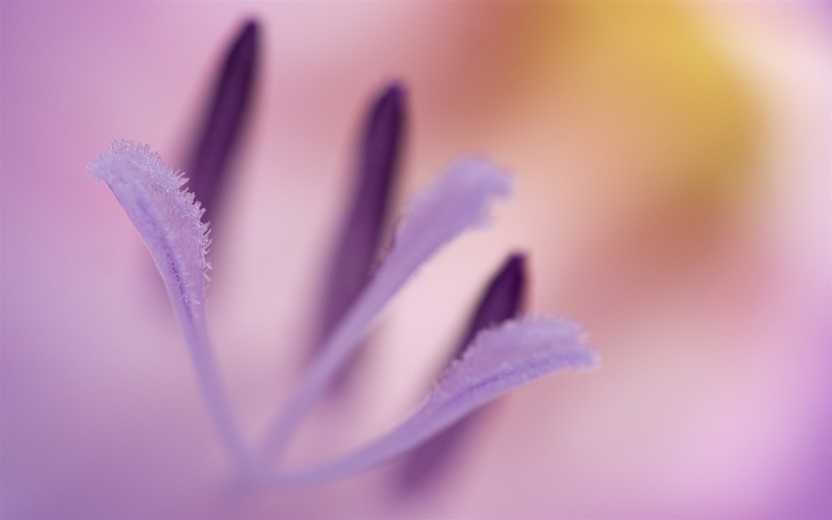 精选紫色花卉高清壁纸