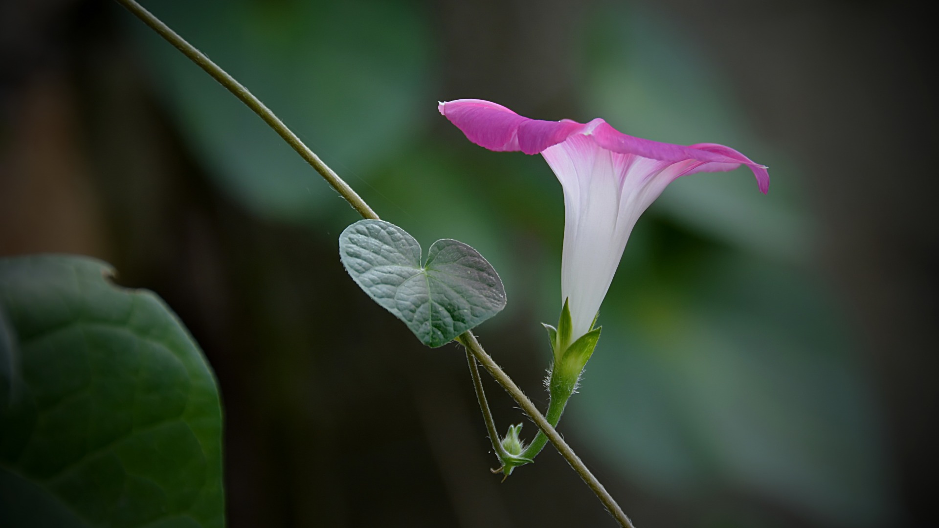 粉红色牵牛花,藤图片,桌面高清壁纸