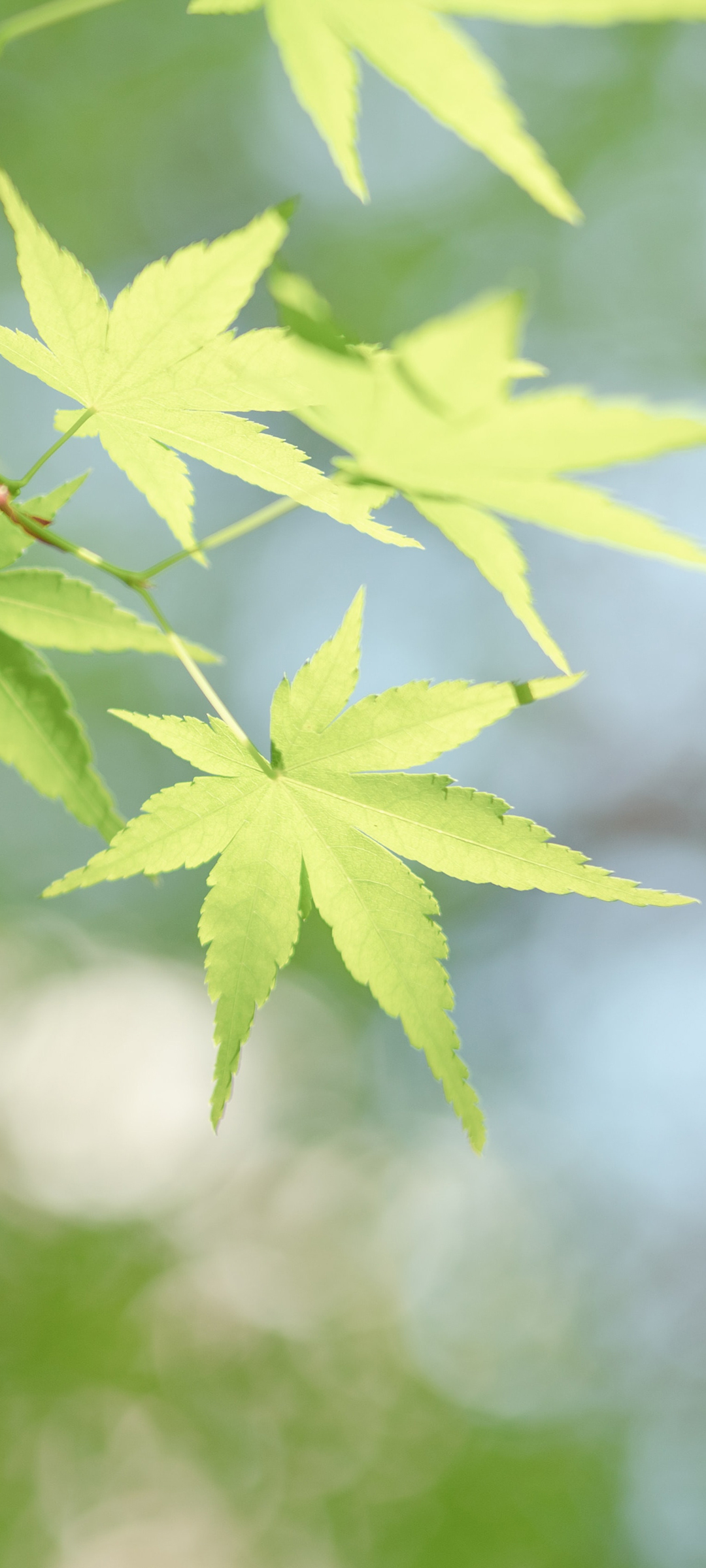 护眼绿色树叶高清手机风景壁纸