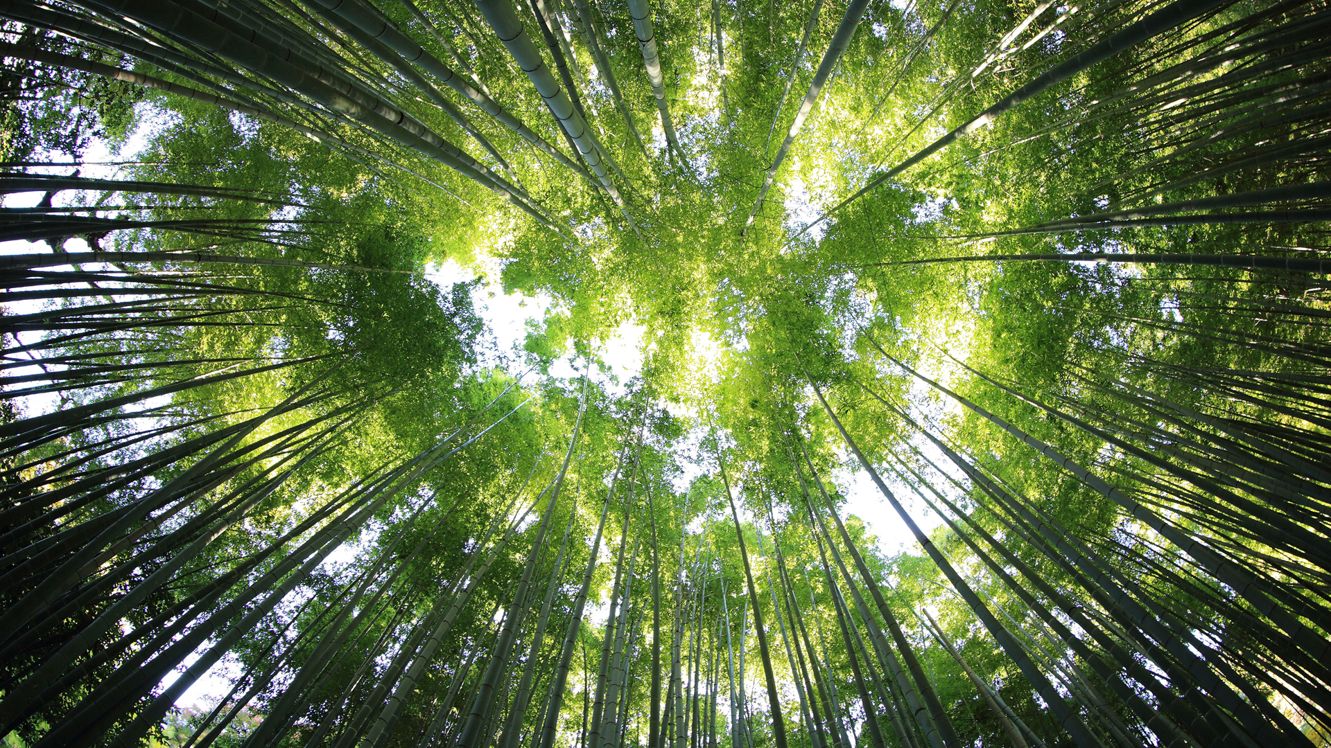 竹子 竹林 天空 竹海 风景 电脑 高清壁纸