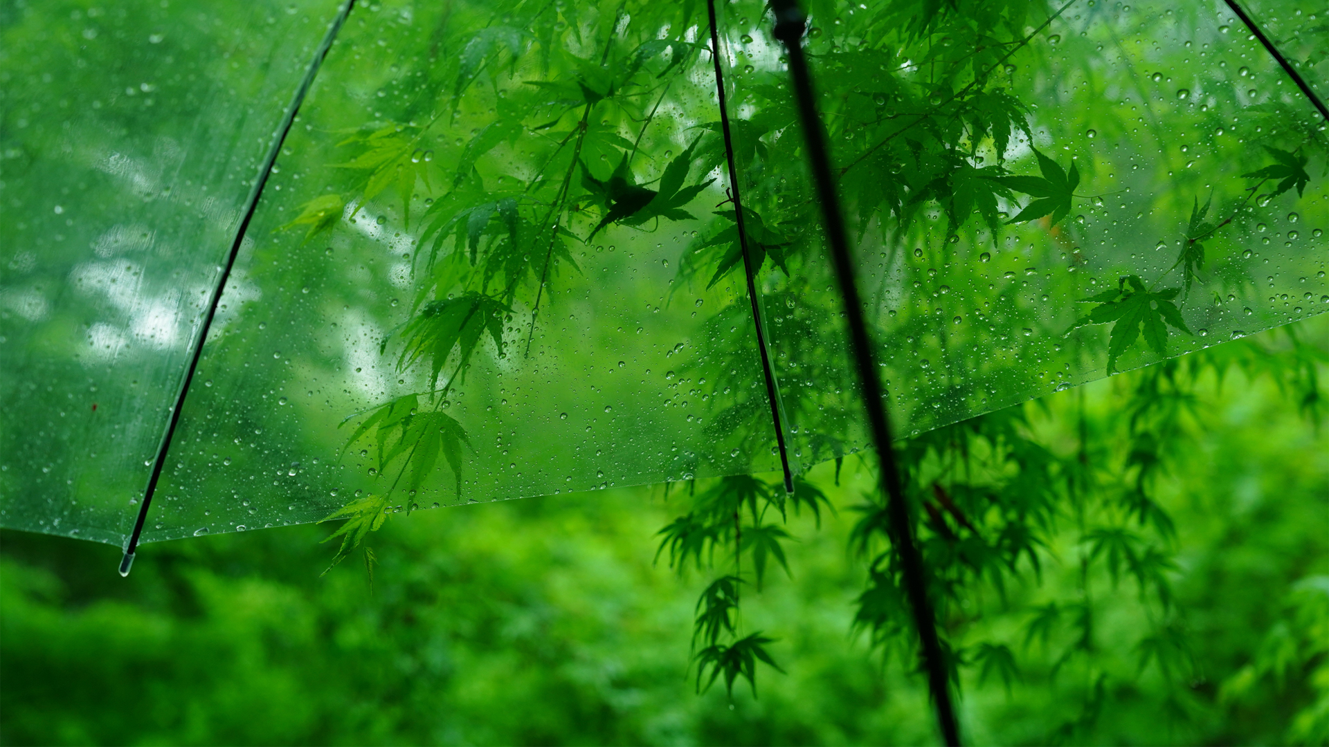 护眼 绿色树叶 伞 水珠 精选 电脑高清壁纸