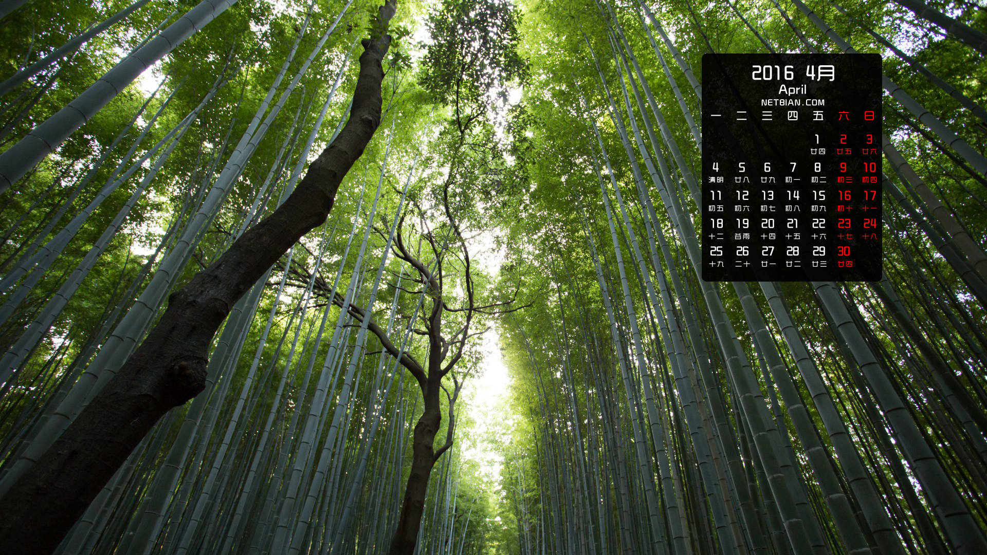 竹林风景2016年4月日历桌面高清壁纸