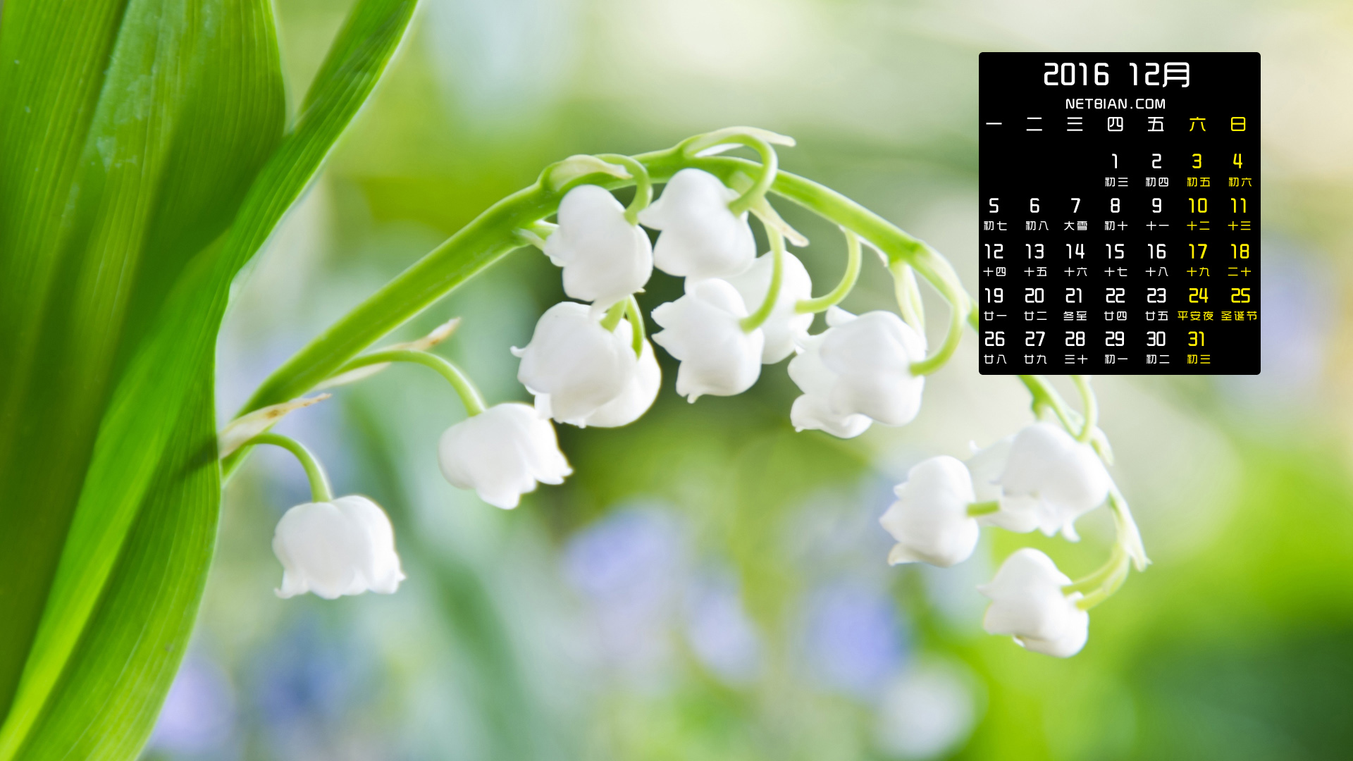 铃兰花2016年12月日历桌面高清壁纸