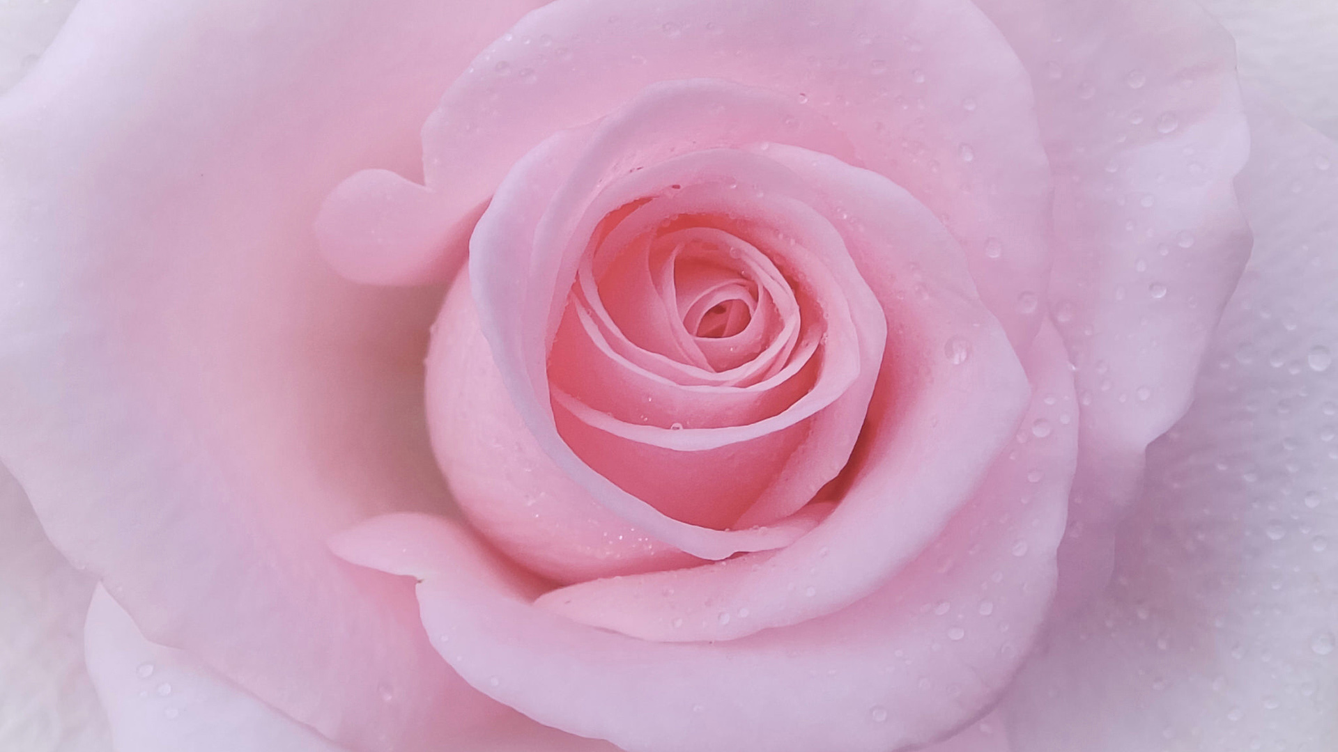 温柔粉色玫瑰花瓣高清壁纸