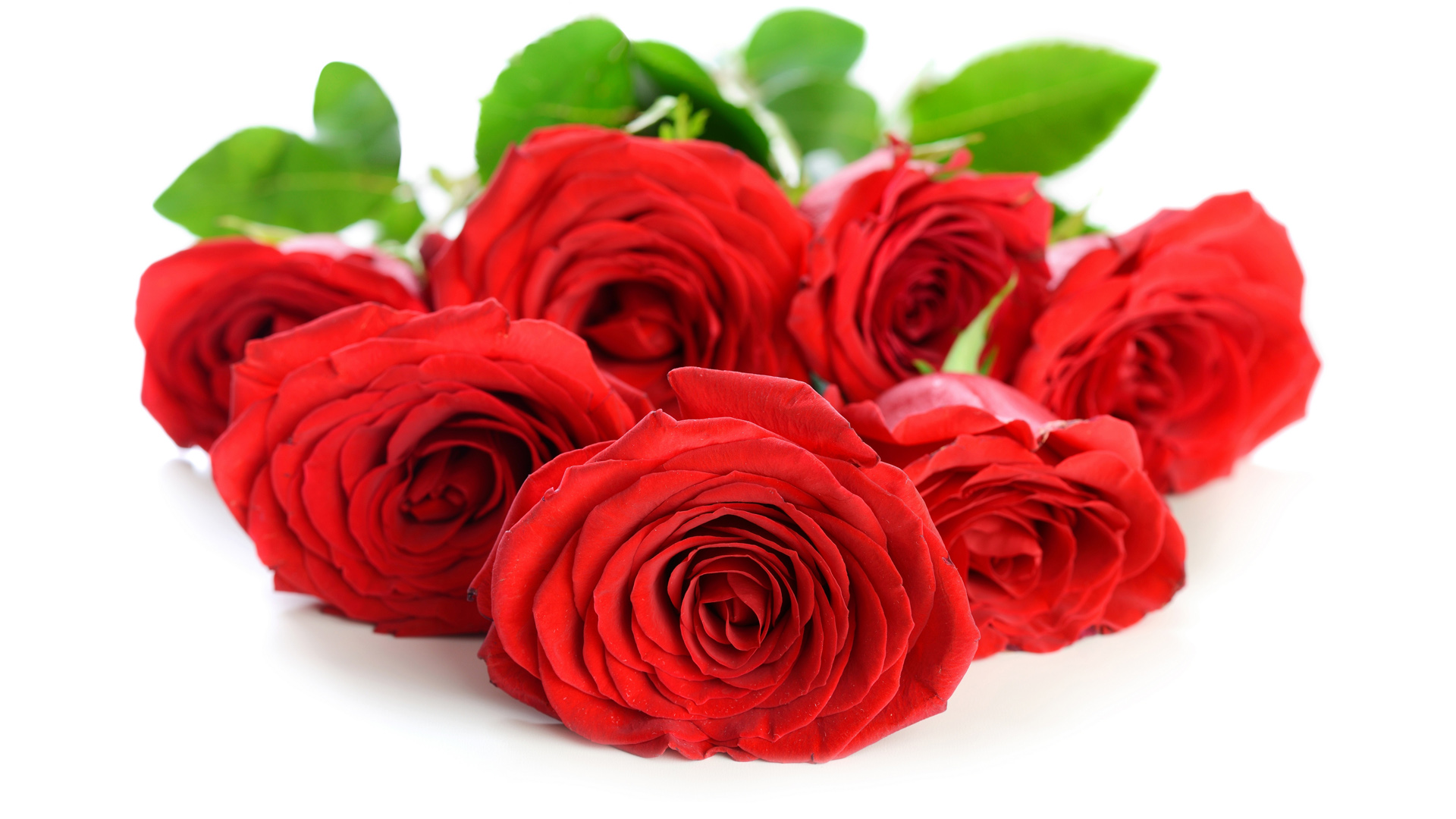 红玫瑰花瓣，玫瑰花精选桌面高清壁纸