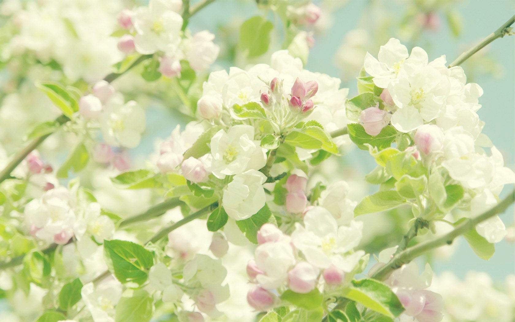 精选梨花桌面高清壁纸