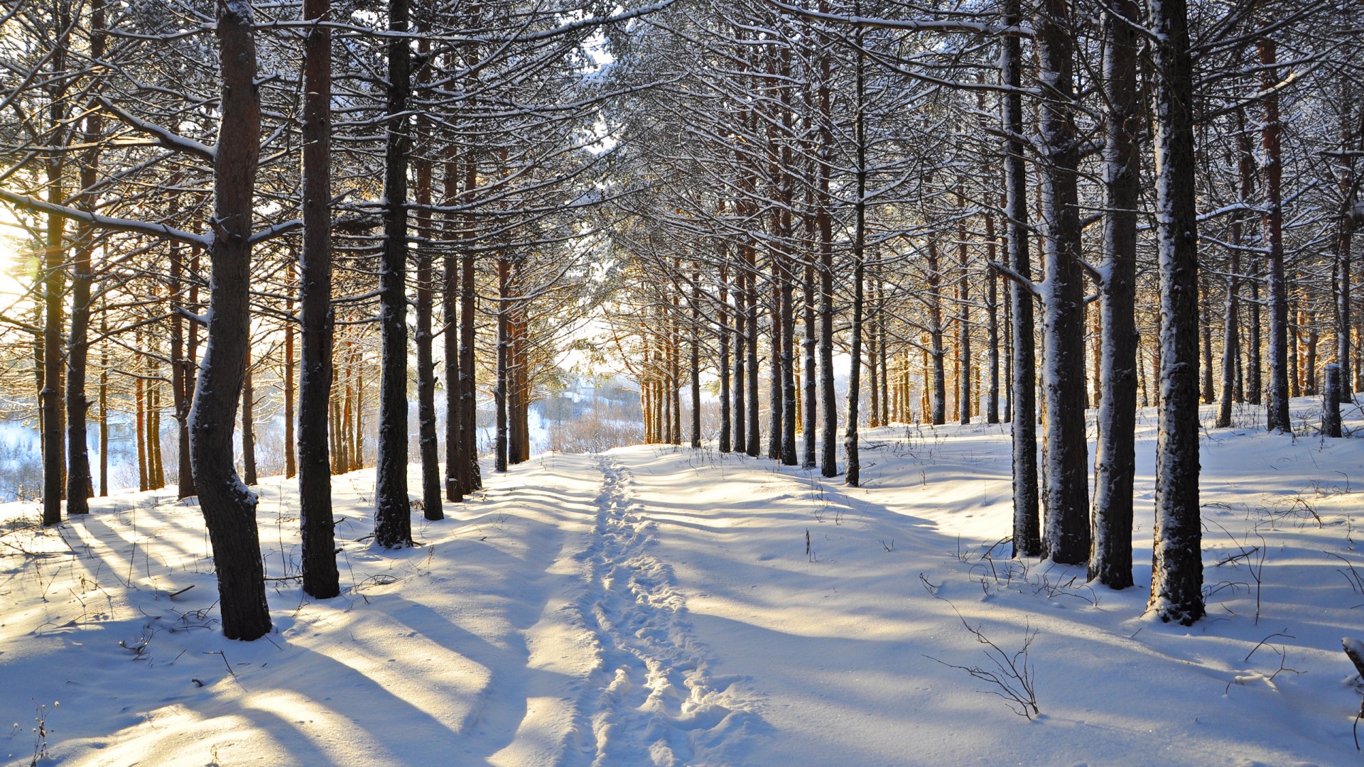 冬天,雪,树木,森林,林间空地,路,痕迹,风景桌面高清壁纸
