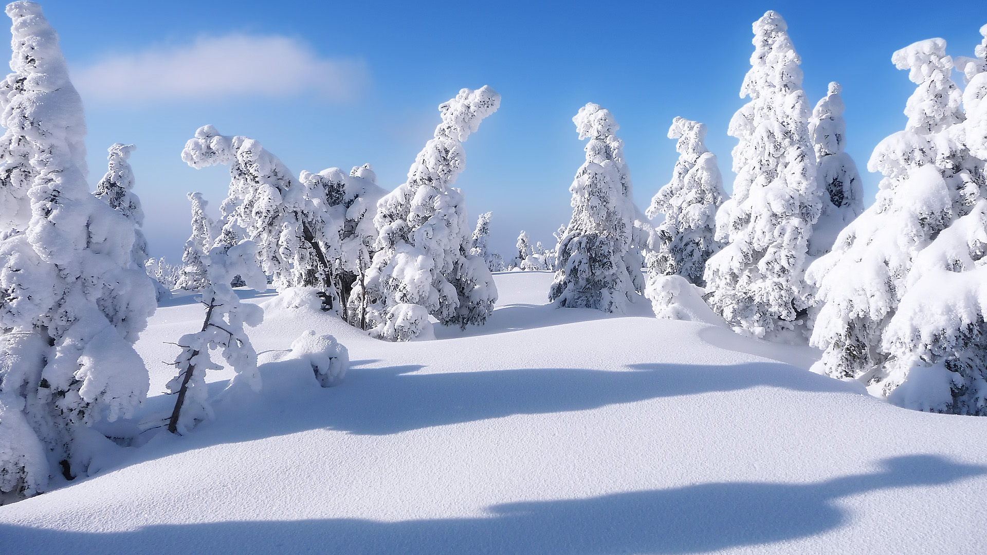 白雪覆盖的高清壁纸
