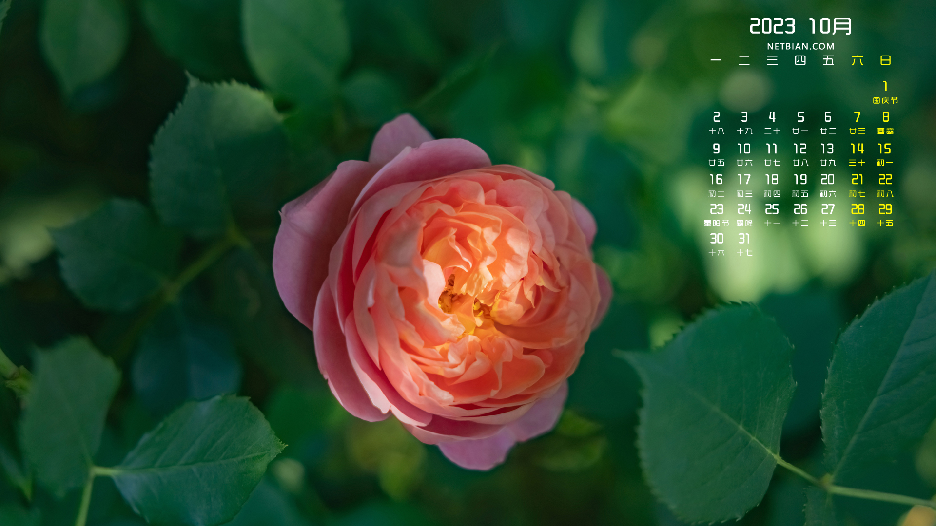 玫瑰花2023-10月护眼日历桌面背景图片
