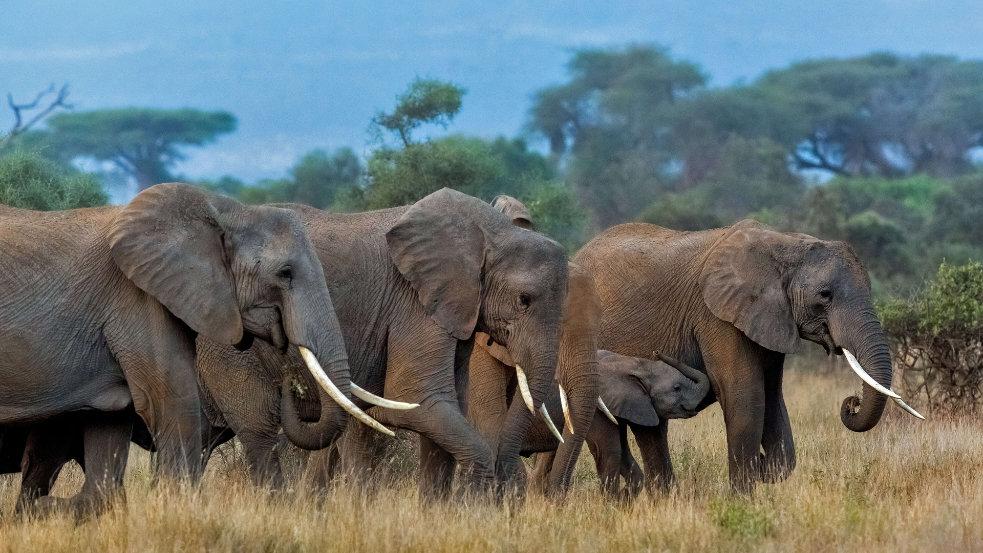 非洲象群 大象 电脑高清壁纸