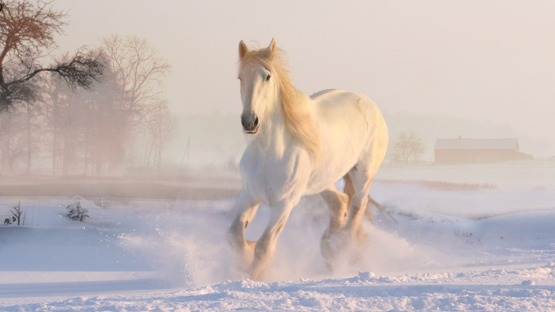 白马 冬天 雪 仙境 动物 马 电脑 高清壁纸