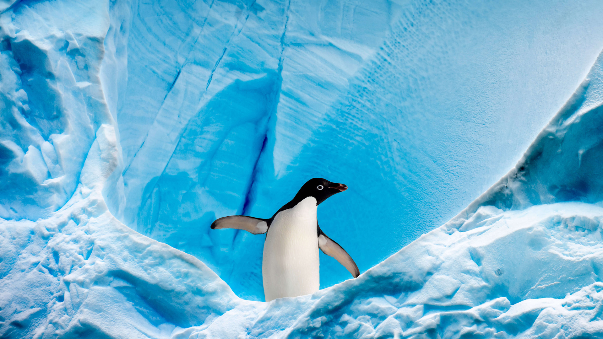 南极企鹅 阿德里企鹅高清壁纸