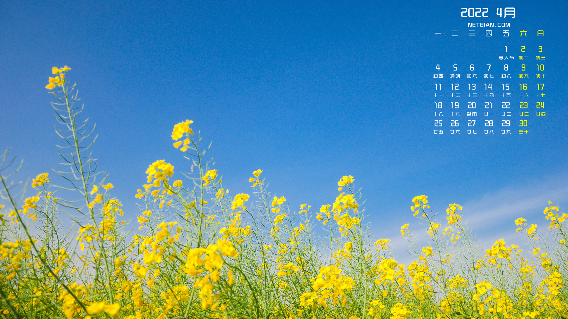 油菜花风景2022年4月日历桌面高清壁纸