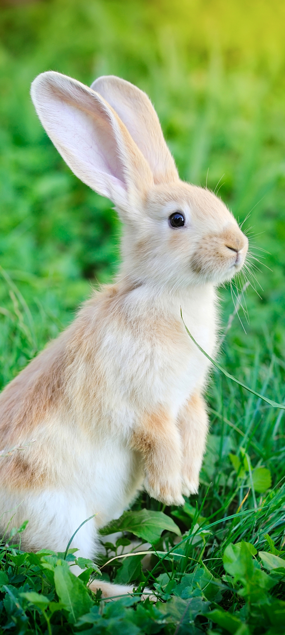 小兔子 长耳朵 草地 动物 高清手机 图片 壁纸