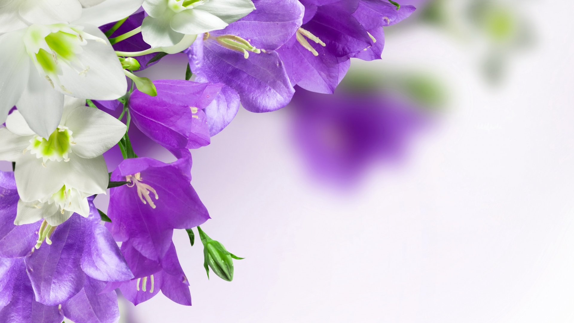 紫色的花电脑高清壁纸