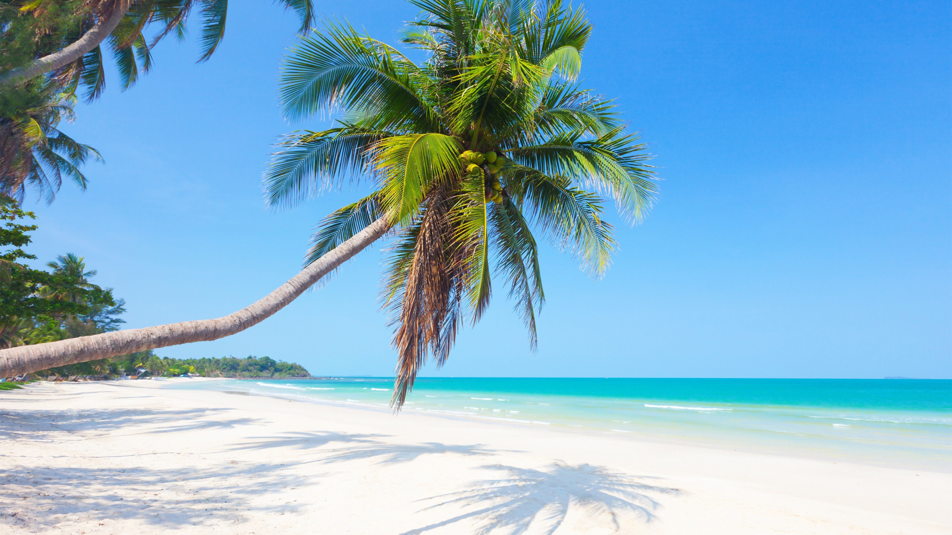 夏天 大海 沙滩 树 热带 精选风景高清壁纸