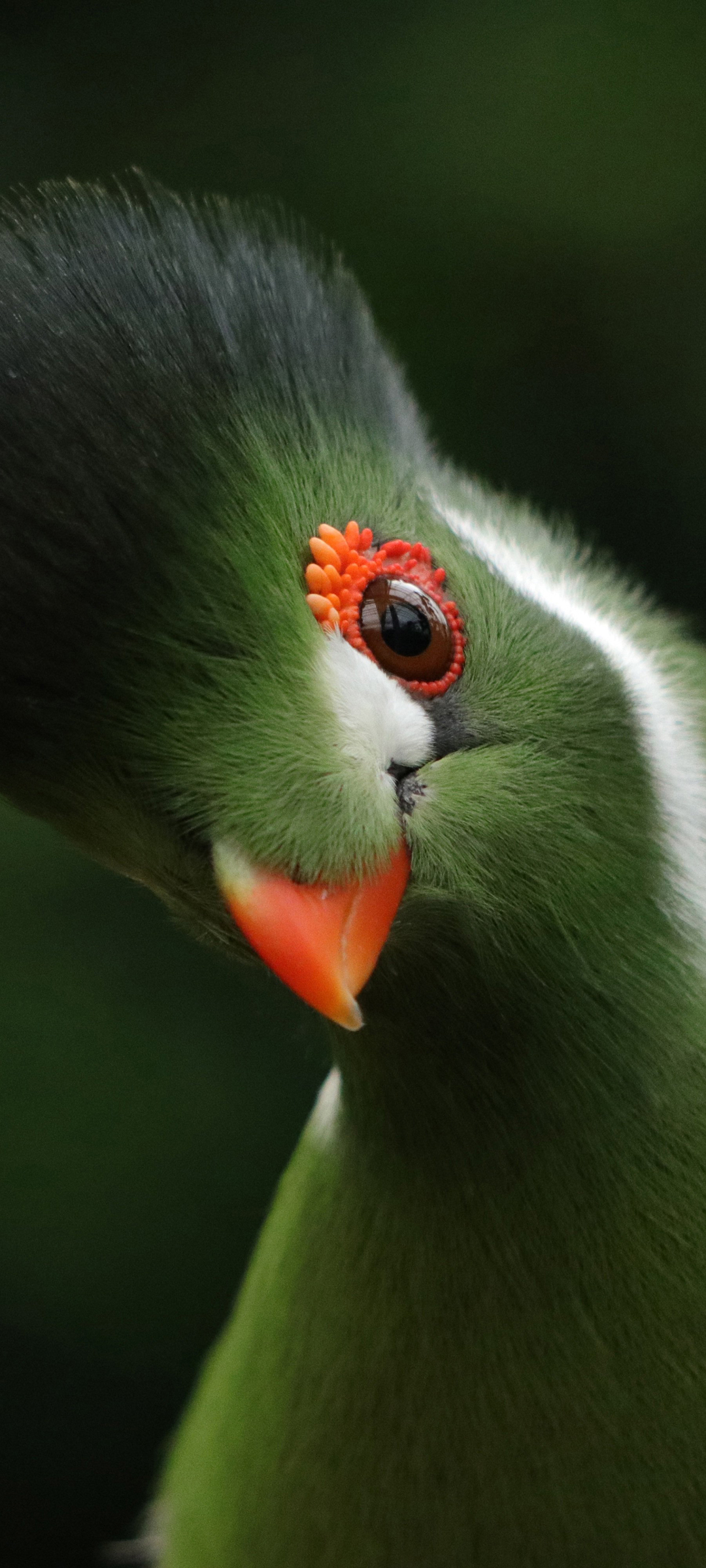 白颊冠蕉鹃 鸟 动物 可爱 高清手机 图片