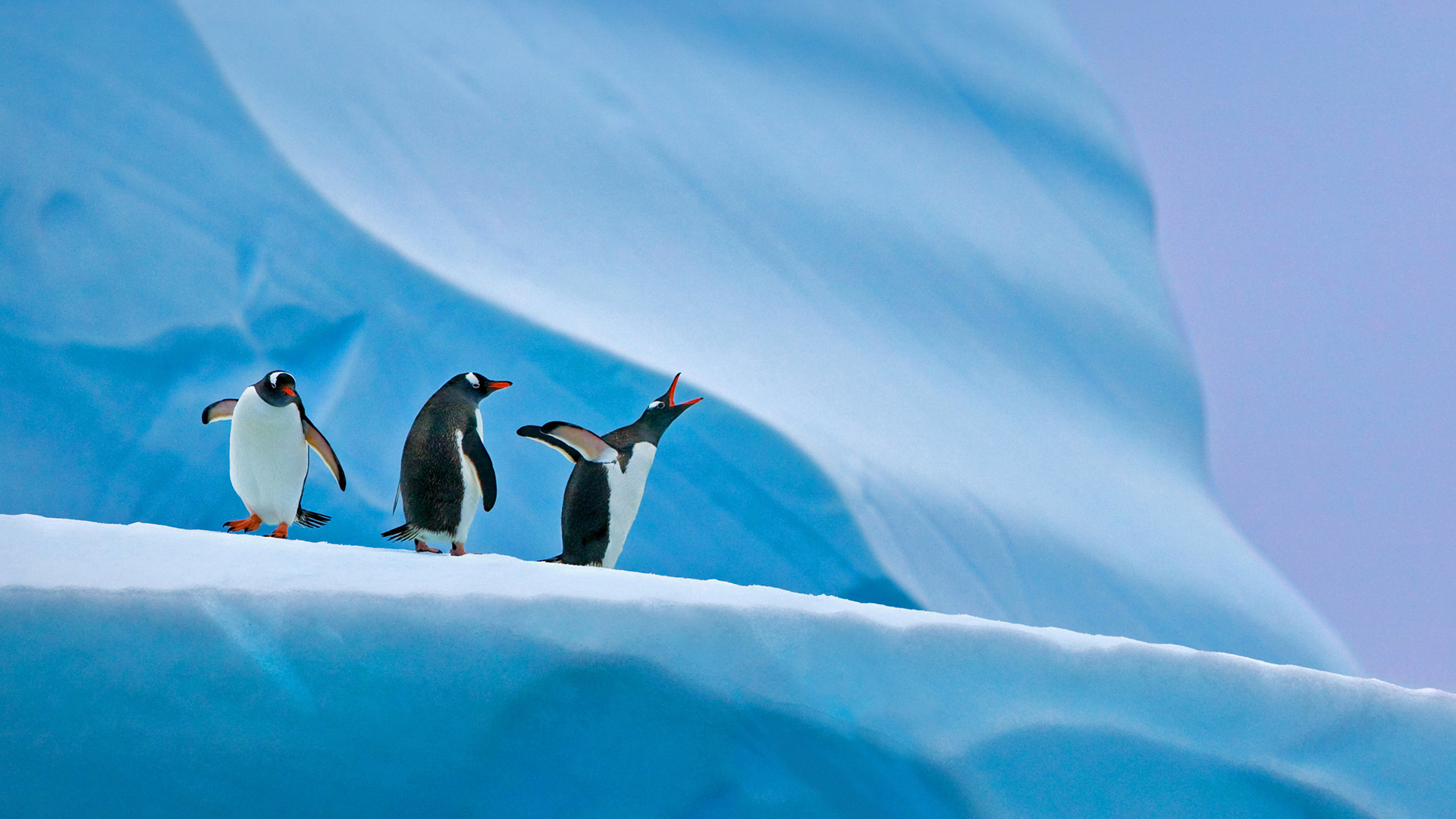 南极洲 三只可爱企鹅 高清壁纸