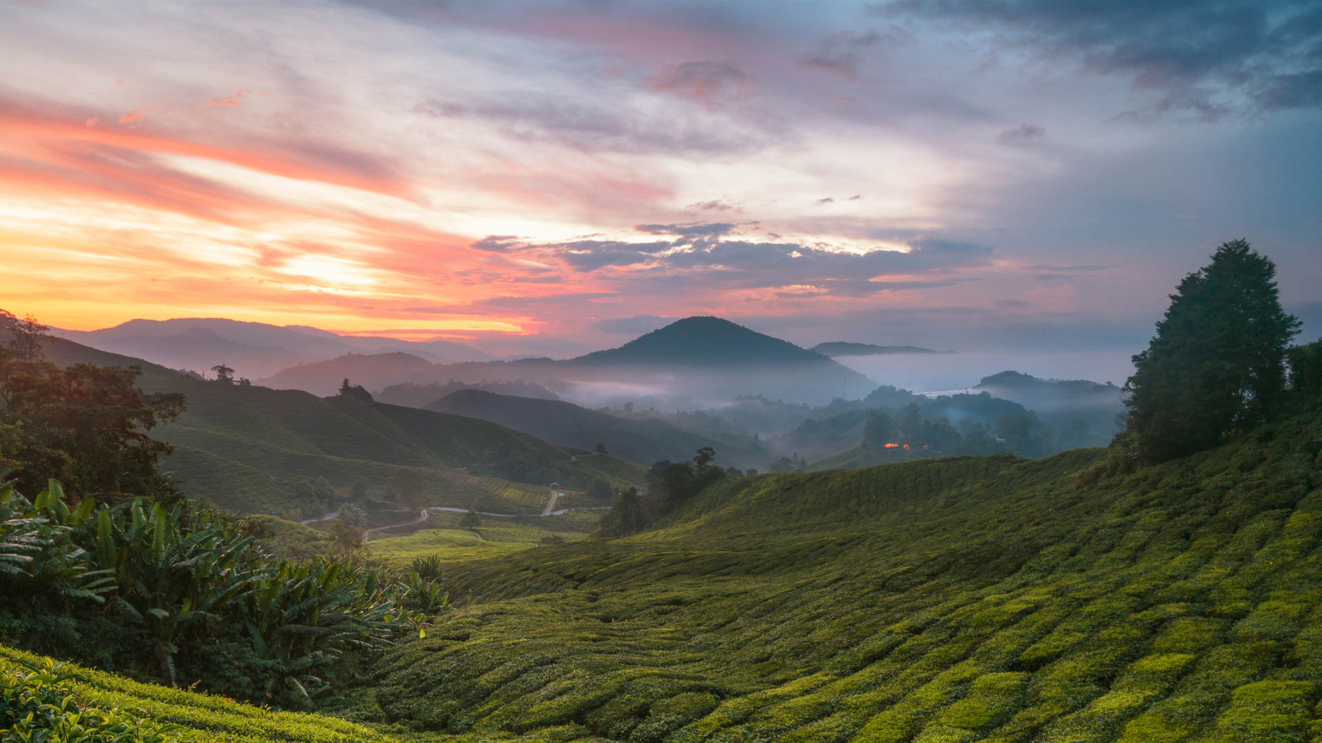 高地茶园风景桌面高清壁纸