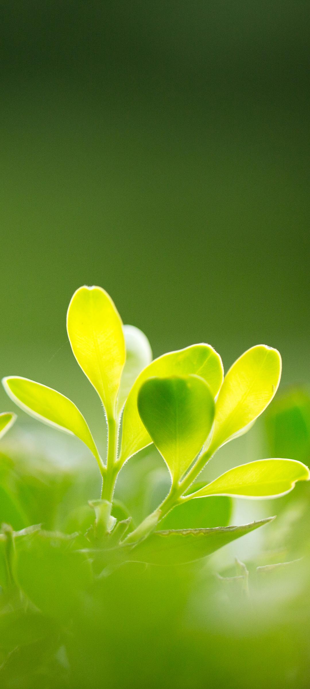 护眼 绿色植物 树叶 高清手机壁纸