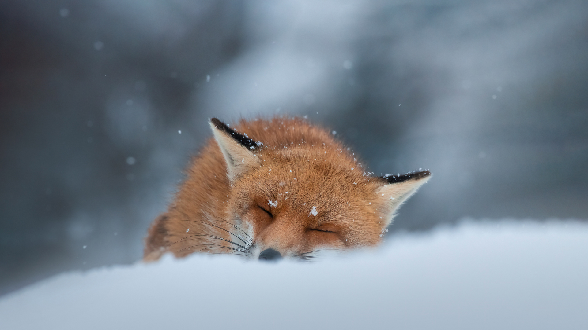 冬天睡在雪地里的赤狐高清壁纸