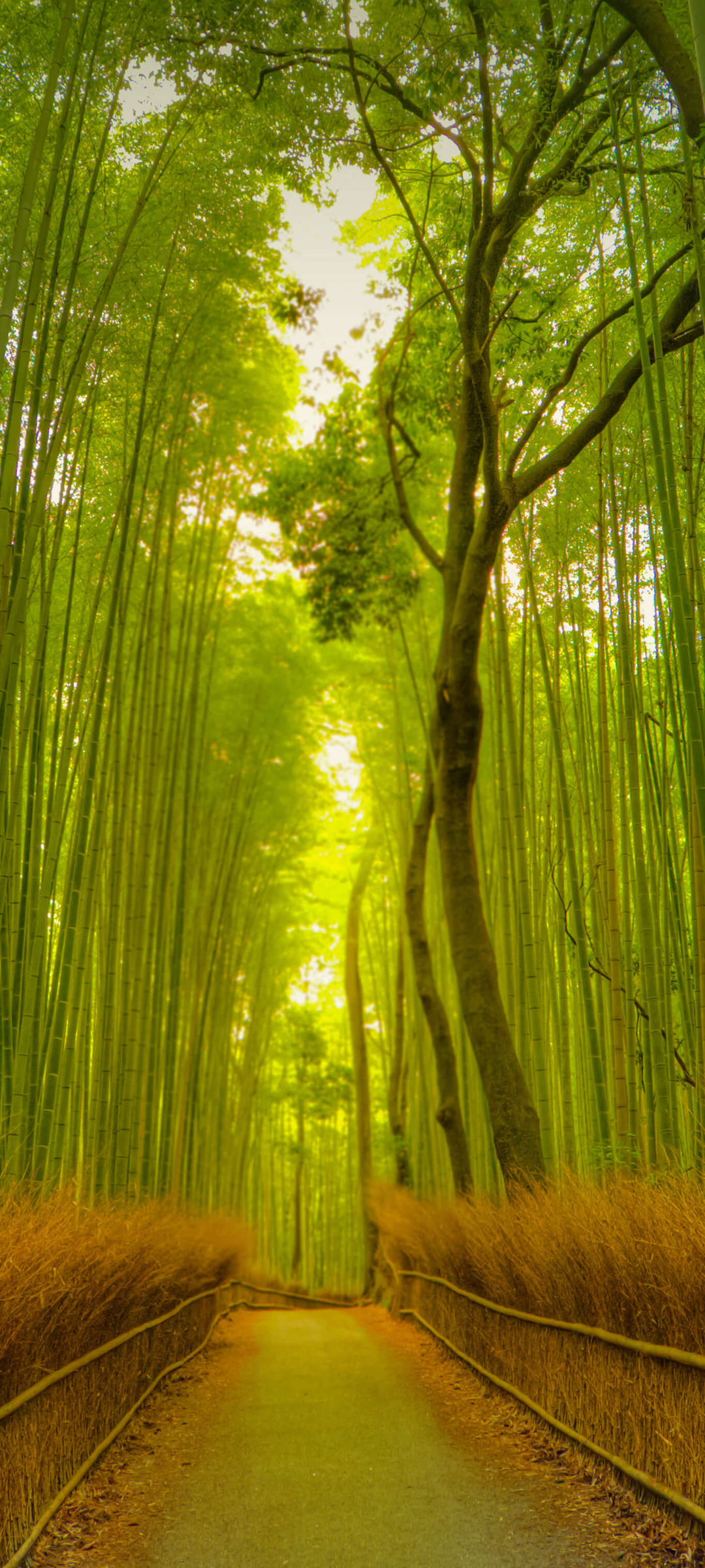 绿色 护眼 竹林小道 风景高清手机壁纸