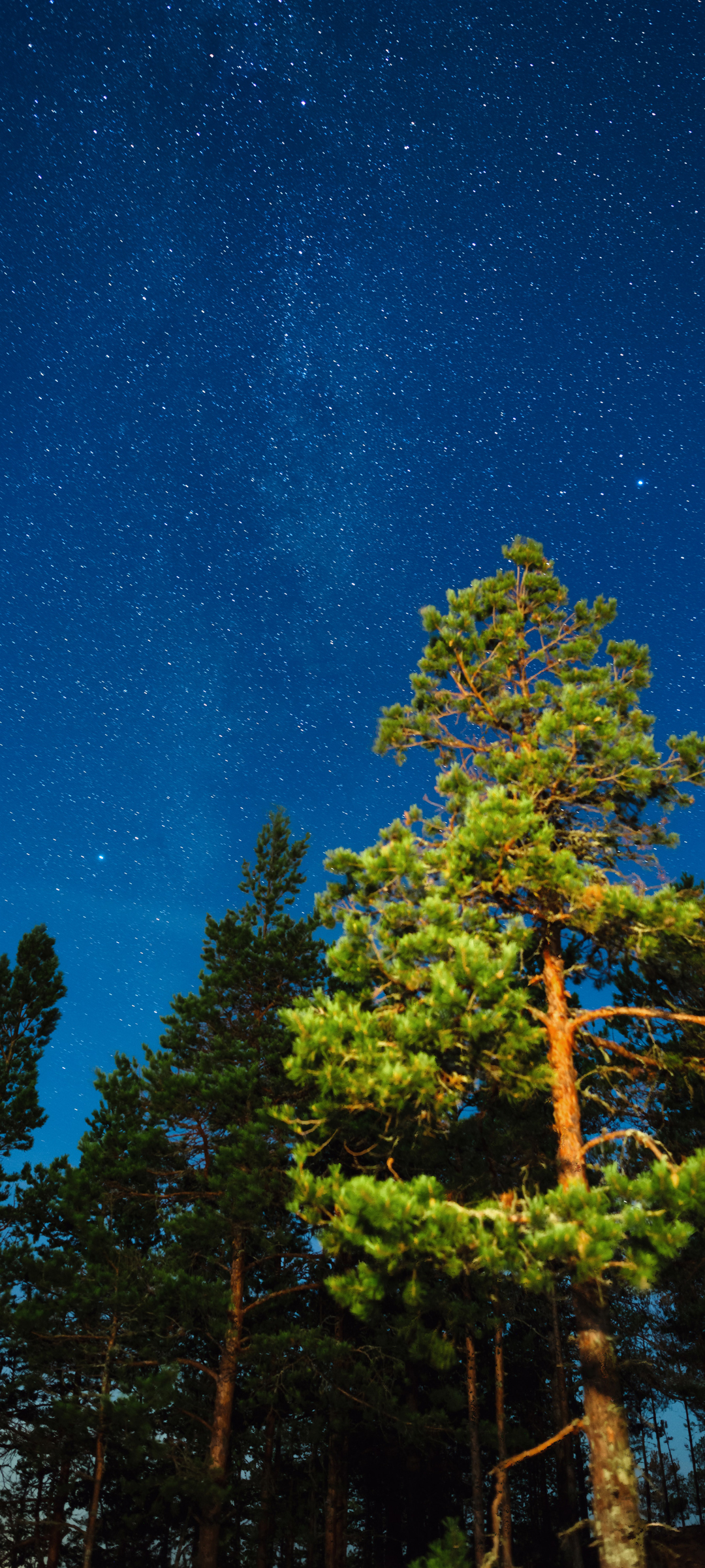 夜晚 星空 树 风景 高清手机 图片 壁纸