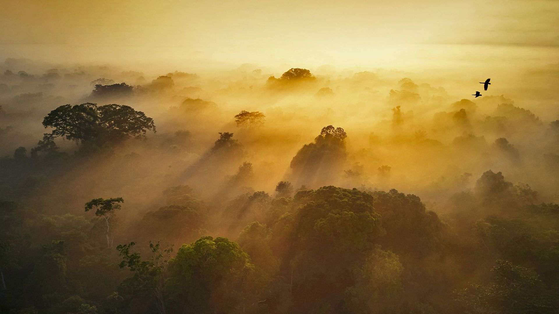 热带雨林 早晨的太阳风景高清壁纸