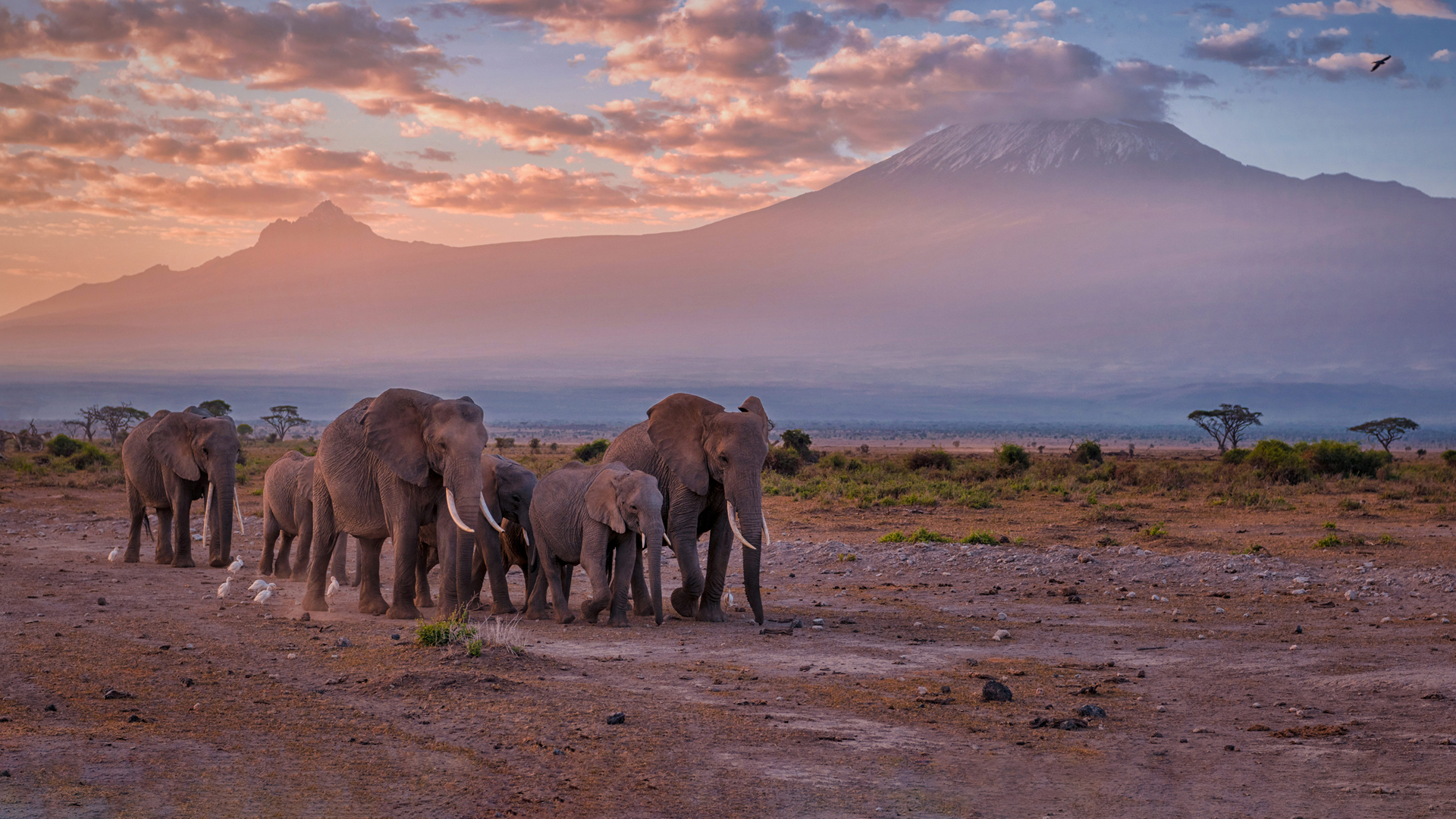 大象 大象群 动物 精选 高清壁纸
