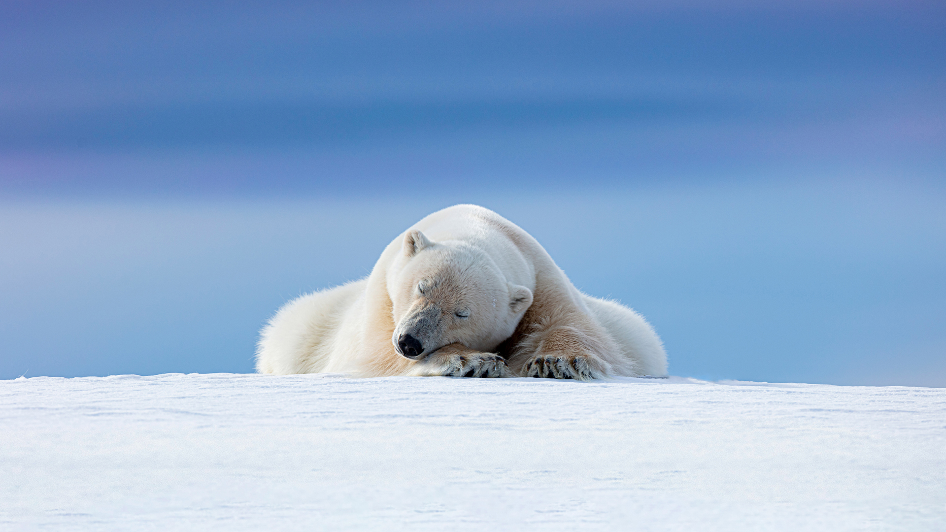 趴在雪地睡觉的北极熊高清壁纸