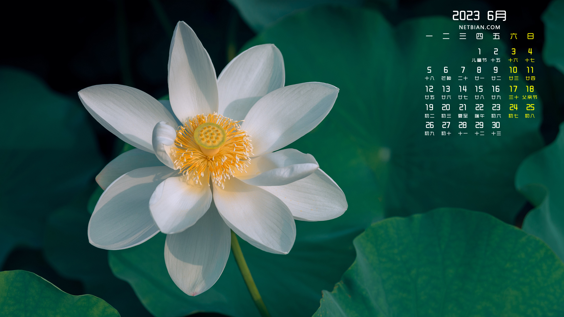 白色荷花 荷叶 精选2023-6月日历电脑高清壁纸