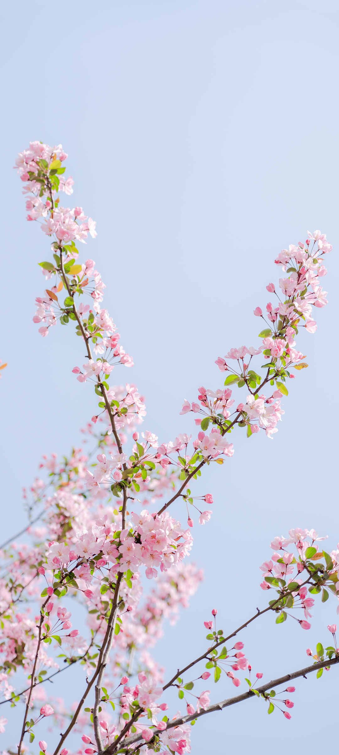 粉色樱花天空风景高清手机壁纸