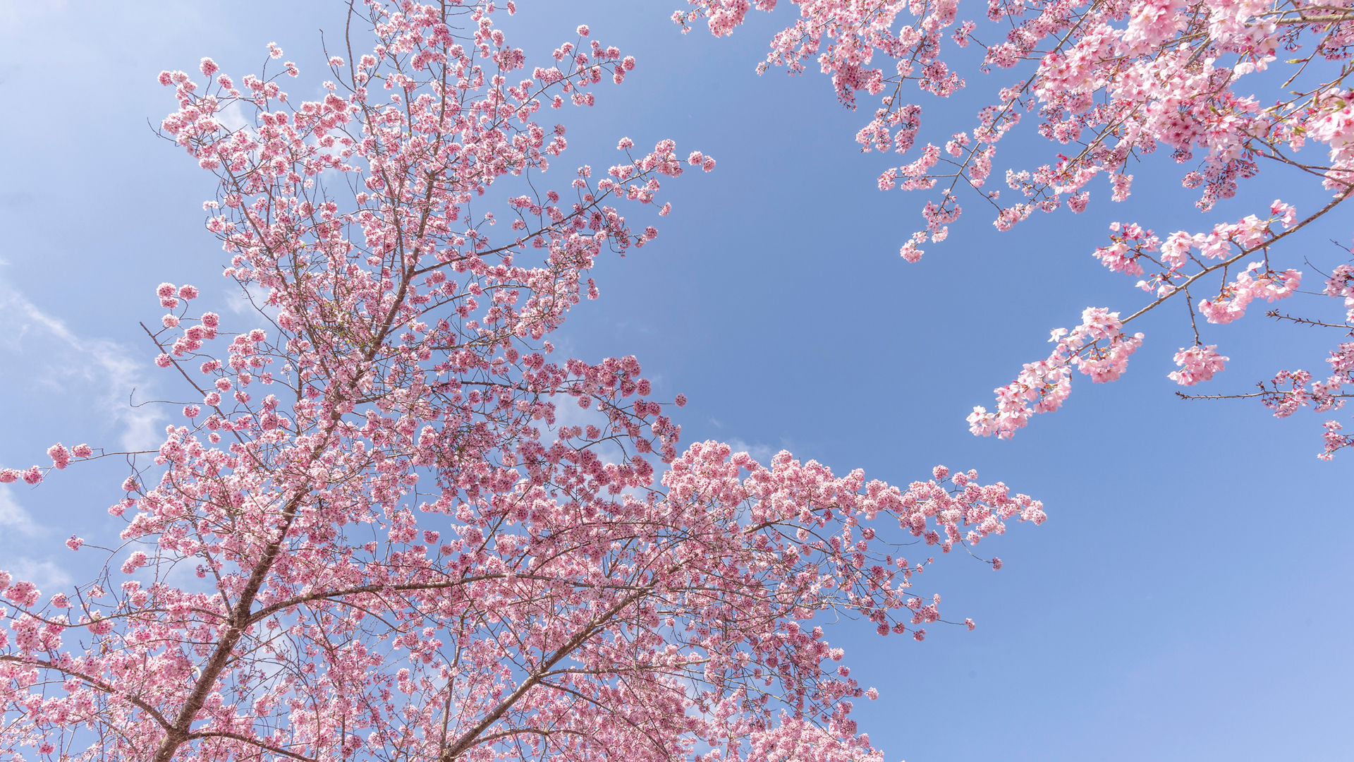 春天粉色樱花蓝天风景高清壁纸