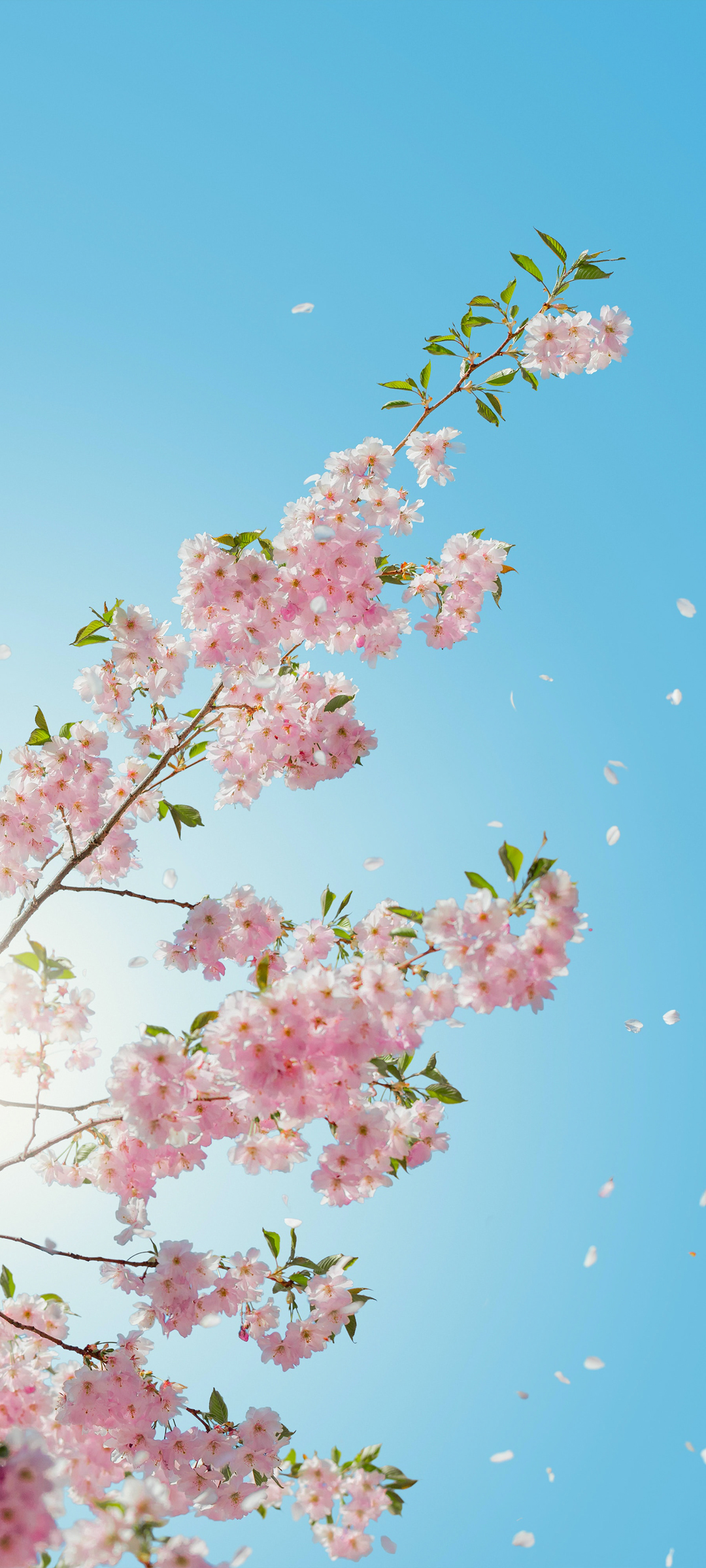 蓝天 樱花风景全屏高清手机壁纸