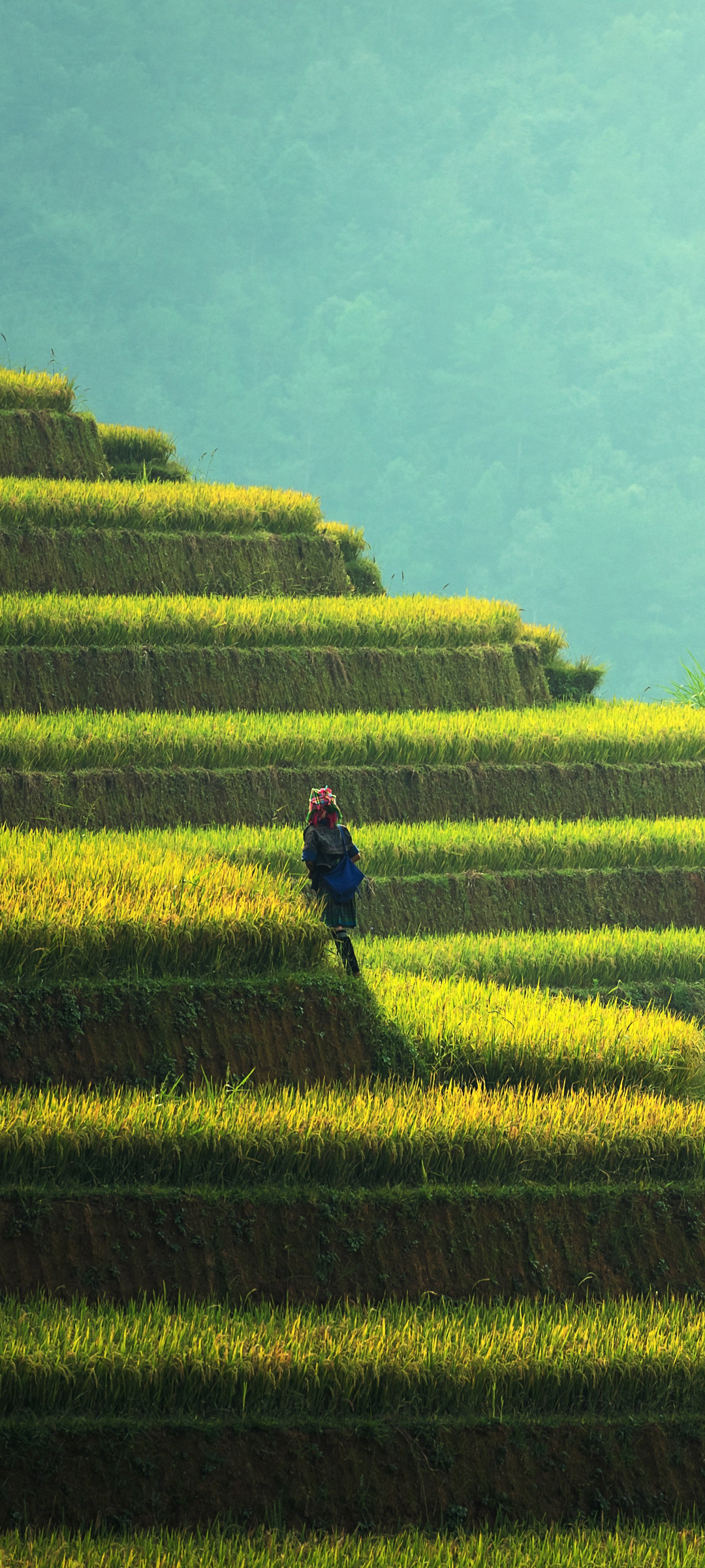 秋天 梯田 水稻 女孩 高清手机 风景 壁纸