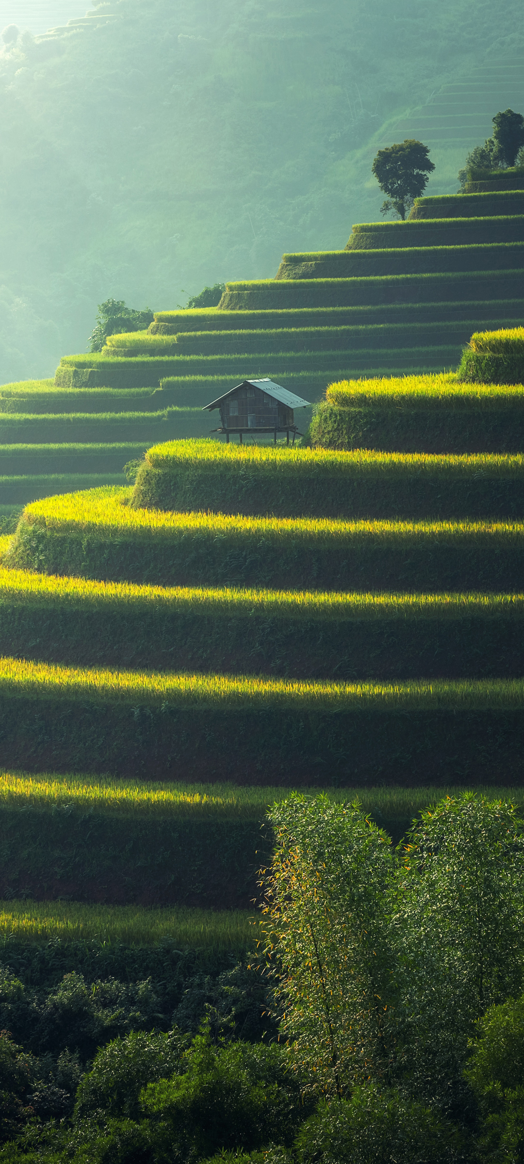 水稻 梯田 风景 小木屋 树 高清手机 桌面 壁纸