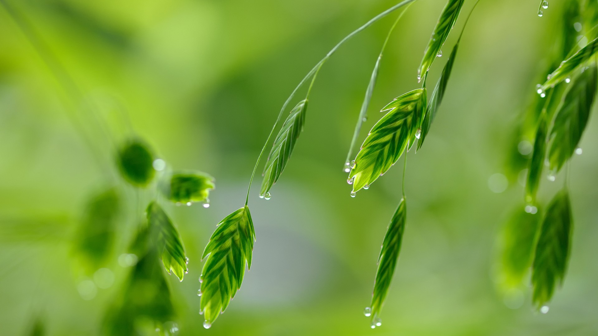 绿色植物，草，水滴，露珠，精选护眼高清壁纸