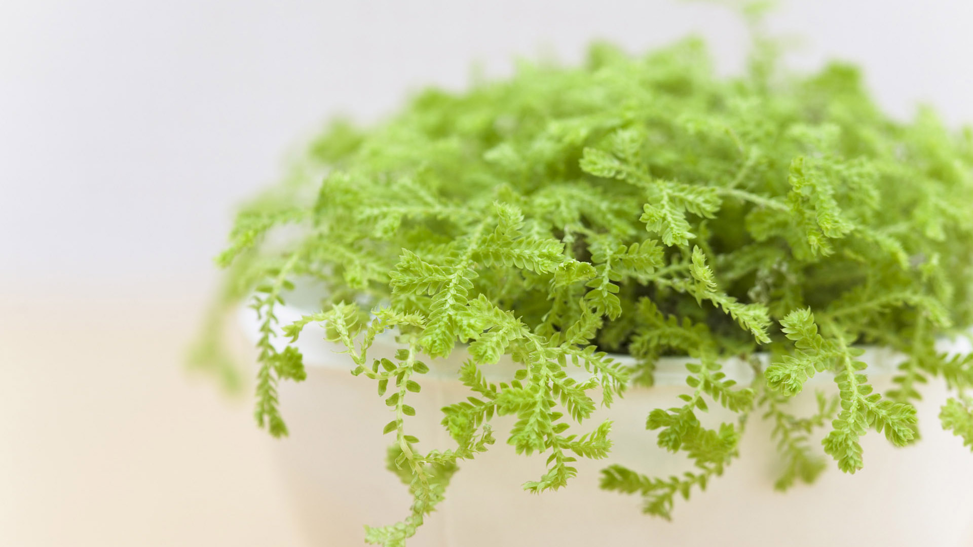室内绿色植物桌面图片