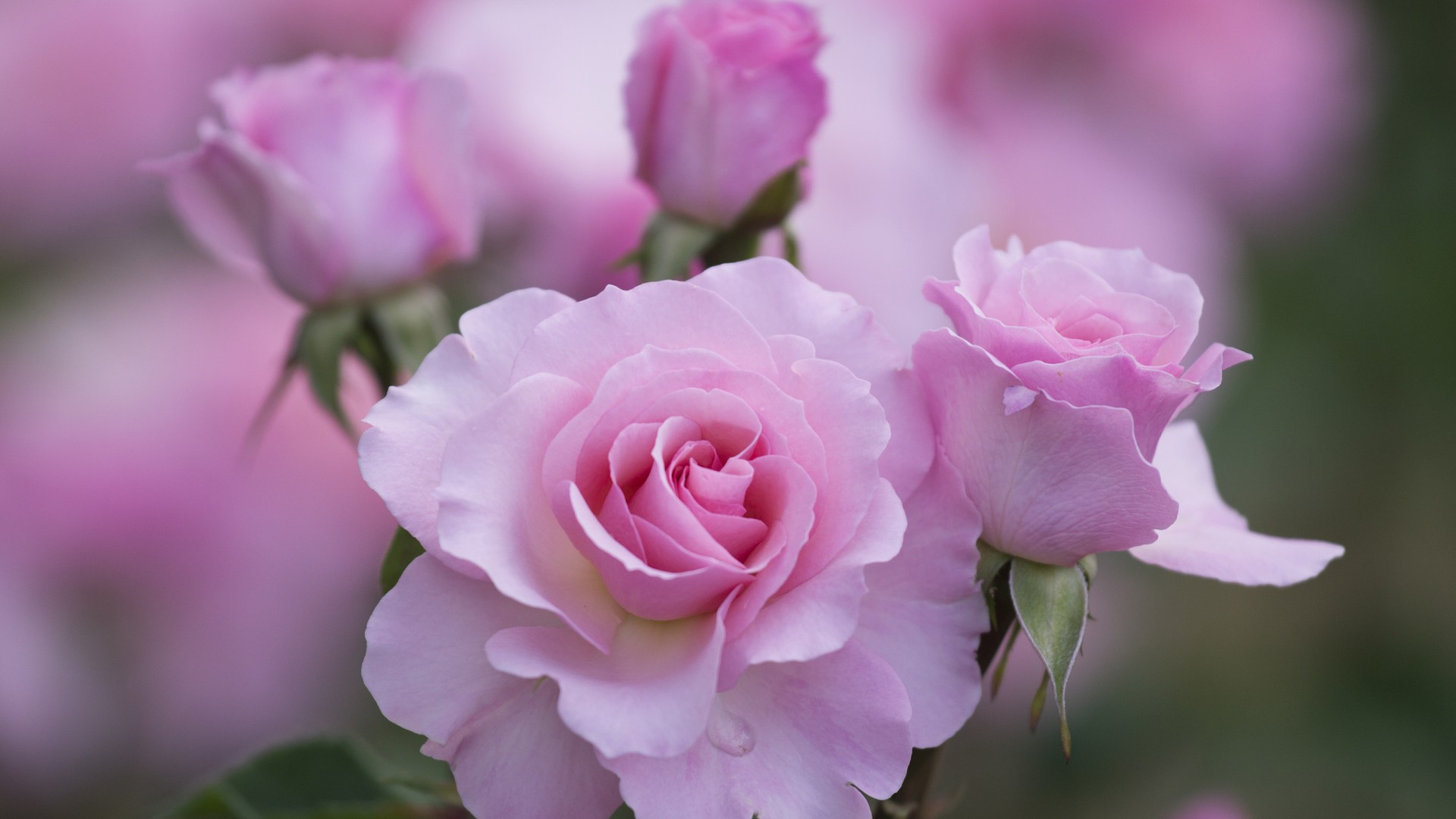 粉红色玫瑰,花瓣,桌面高清壁纸
