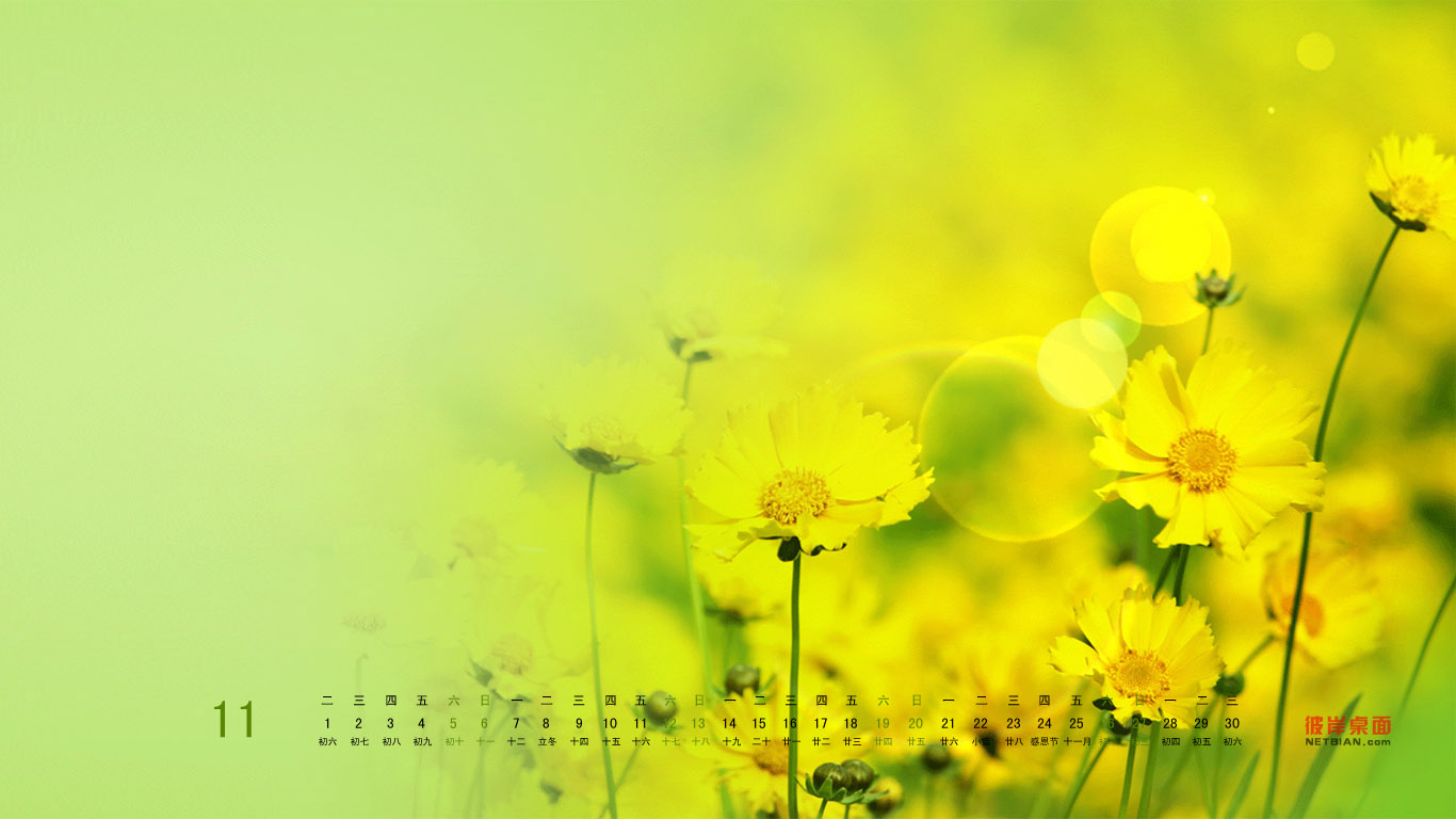 秋菊2011年11月日历高清壁纸